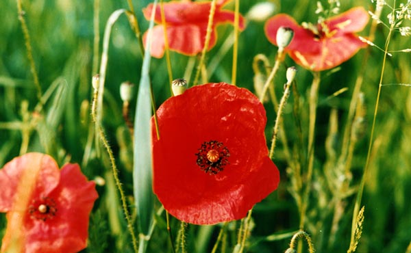 Mohn (Foto: Georg Pfister)